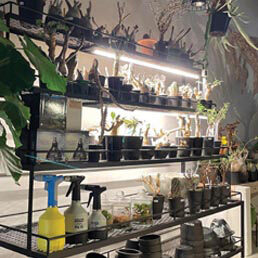 LEDECO 植物の養生・回復作業