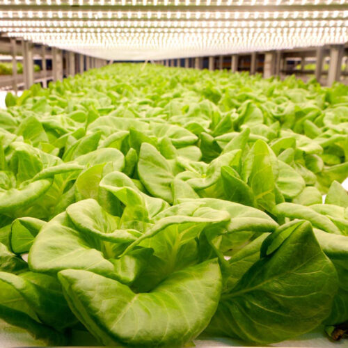 LEDECO 室内での植物の育成