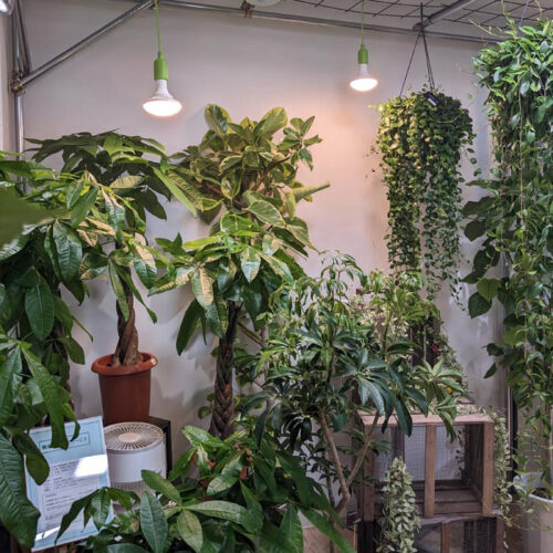 LEDECO 室内での植物の育成